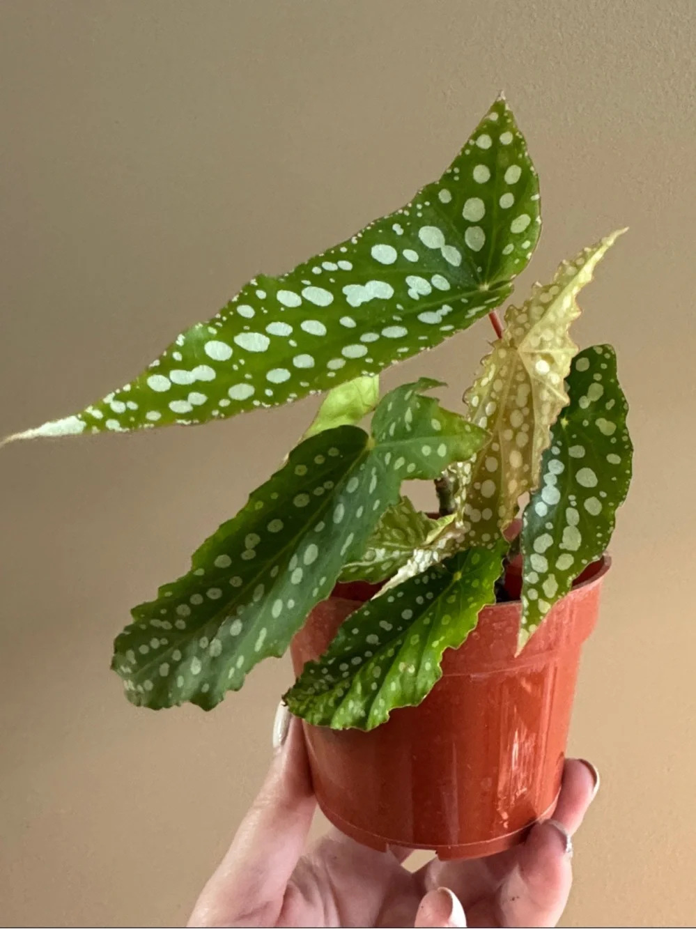 Begonia Maculata Polka Dot Plant - Rooted